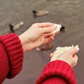 Young woman feeds birds on autumn laker, hand close-up Royalty Free Stock Photo