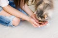 Young woman feeds her cat from hands