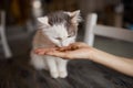 Young woman feeds her lovely cat from hands. Charming family pets and people& x27;s tendance them.