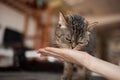 Young woman feeds her lovely cat from hands. Charming family pets and people& x27;s tendance them.