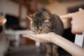 Young woman feeds her lovely cat from hands. Charming family pets and people& x27;s tendance them.