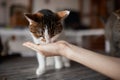 Young woman feeds her lovely cat from hands. Charming family pets and people& x27;s tendance them.