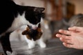 Young woman feeds her lovely cat from hands. Charming family pets and people& x27;s tendance them.