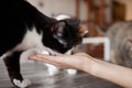 Young woman feeds her lovely cat from hands. Charming family pets and people& x27;s tendance them.