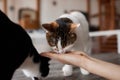 Young woman feeds her lovely cat from hands. Charming family pets and people& x27;s tendance them.