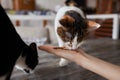 Young woman feeds her lovely cat from hands. Charming family pets and people& x27;s tendance them.