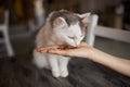 Young woman feeds her lovely cat from hands. Charming family pets and people& x27;s tendance them.