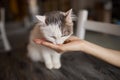 Young woman feeds her lovely cat from hands. Charming family pets and people& x27;s tendance them.