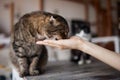 Young woman feeds her lovely cat from hands. Charming family pets and people& x27;s tendance them.