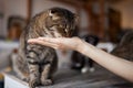 Young woman feeds her lovely cat from hands. Charming family pets and people& x27;s tendance them.