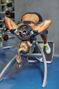 Young woman flexing back muscles on bench in gym Royalty Free Stock Photo