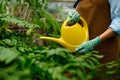 Young woman watering flower plants using garden tools Royalty Free Stock Photo