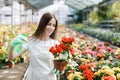 Young woman florist spraying water on houseplants in flower pots by sprayer. Closeup of female gardener sprinkles flowers using Royalty Free Stock Photo