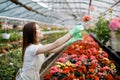 Young woman florist spraying water on houseplants in flower pots by sprayer. Closeup of female gardener sprinkles flowers using Royalty Free Stock Photo