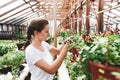 Young woman florist work in garden Royalty Free Stock Photo