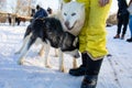 Young Woman With A Husky Dog Walking In Winter Park At Sunset Royalty Free Stock Photo