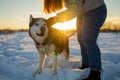 Young Woman With A Husky Dog Walking In Winter Park At Sunset Royalty Free Stock Photo