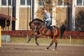 Young woman galloping on brown horse