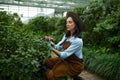 Young woman gardener cutting flower buds working in greenhouse Royalty Free Stock Photo