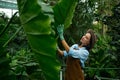 Young woman gardener examining giant tropical plant leaves grown in greenhouse