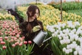 Young woman gardener in a gloves waters a flower bed of tulips using a watering can. Gardening hobby concept. Soft selective focus Royalty Free Stock Photo