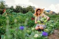 Woman gardener picking cabbage in summer garden putting vegetable crop in basket. Healthy food harvest Royalty Free Stock Photo