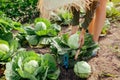 Woman gardener picking cabbage in summer garden putting vegetable crop in basket. Healthy food harvest Royalty Free Stock Photo