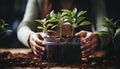 Young woman gardener planting tree, gardening, and watering plants with no close up shots Royalty Free Stock Photo