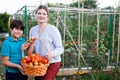 Young woman gardener with small boy holding basket with tomatoes