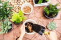 Young woman gardeners hand transplanting a plant into a new pot