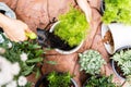 Young woman gardeners hand transplanting a plant into a new pot at home