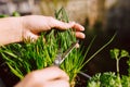 Young woman gardening and cutting fresh chives with scissors