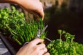 Young woman gardening and cutting fresh chives with scissors