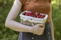 A young woman gathered ripe red sweet cherry in a wicker basket in her orchard.