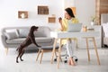 Young woman getting distracted by her dog while working with laptop in home office Royalty Free Stock Photo