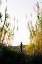 Young woman goes out along the sandy road to the beach from tall grass Royalty Free Stock Photo