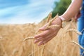 Young woman in grain field, closeup Royalty Free Stock Photo