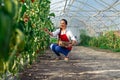 Young woman in a greenhouse picking some red tomatoes