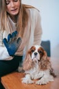 Young woman in grooming sanon removes hairs from surface of dog`s fur with special glove-comb for animals. Cavalier King Charles Royalty Free Stock Photo