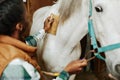Young Woman Grooming White Horse Royalty Free Stock Photo