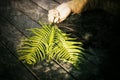 Young woman hand holding fern or palm leaf in a lying position. Hope and Fragility concept with abstract art grunge background. Royalty Free Stock Photo