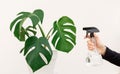 Young woman hand spraying water on houseplant Monstera in pot at home, closeup Royalty Free Stock Photo