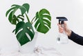 Young woman hand spraying water on houseplant Monstera in pot at home, closeup Royalty Free Stock Photo