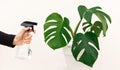 Young woman hand spraying water on houseplant Monstera in pot at home, closeup Royalty Free Stock Photo