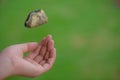 Young woman hand throwing stone on grass green background.