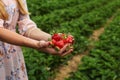 Young woman hands holding freshly harvested strawberries, self p Royalty Free Stock Photo