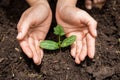 Young woman hands planting tree sapling. Royalty Free Stock Photo