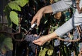 Young woman harvesting black grapes for winemaking. Royalty Free Stock Photo