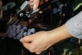 Young woman harvesting black grapes for winemaking.