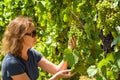 Young woman harvesting grapes in vineyard Royalty Free Stock Photo